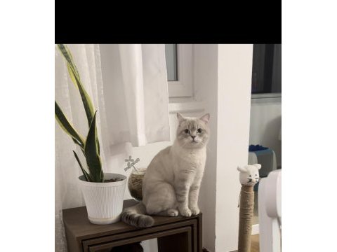British shorthair oğlum leon 1.5 yaşında kısır aşıları tam