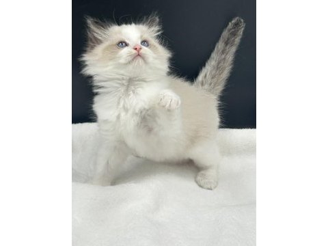 Ragdoll bebekler rezerve açık