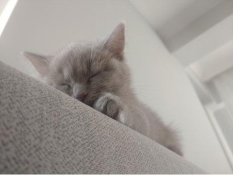 Tatlı british shorthair bebekler