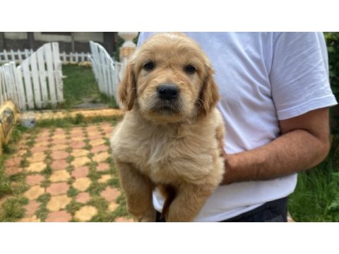 Erkek golden retriever yavrumuz