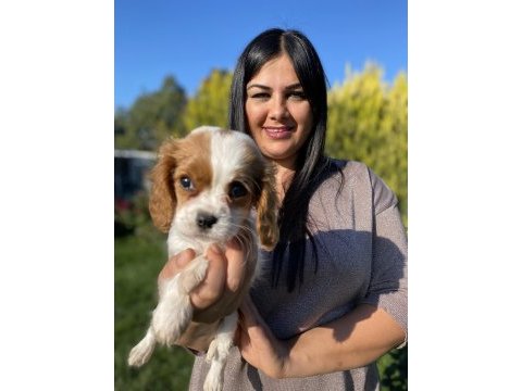 Sağlık ve ırk garantili cavalier king charles yavrularım