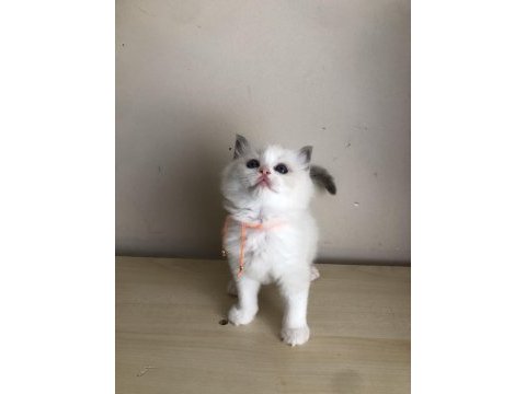 Full şecereli ragdoll bicolor yavrular
