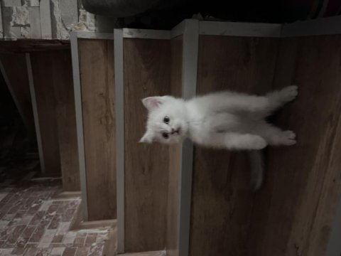 Erkek british shorthair açıklamayı okuyunuz