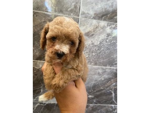 Tea cup toy poodle