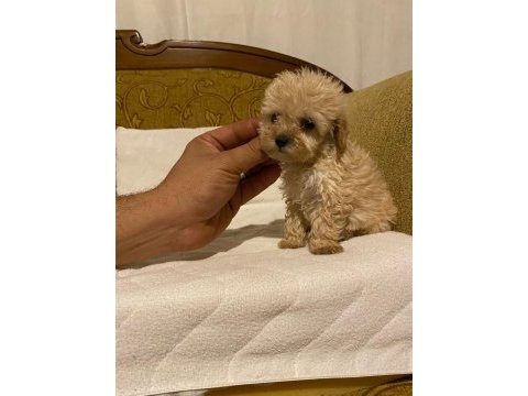Apricot poodle yavrularımız