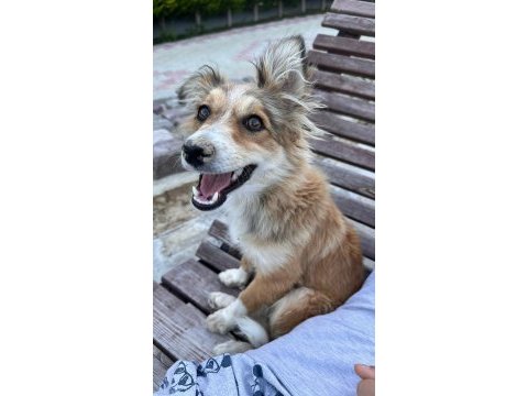 Yavru kırma collie ücretsiz