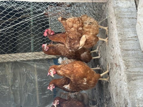 Genç yumurtlar durumda atkas lohman köy tavukları
