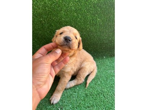 Golden retriever yavrularımız 2 aylık