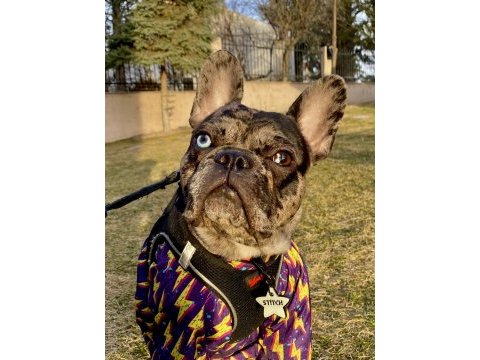 Erkek merle french bulldog 1.5 yaşında çipli