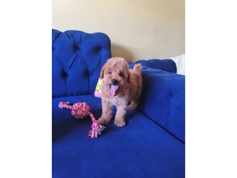 Sevimli erkek toy poodle