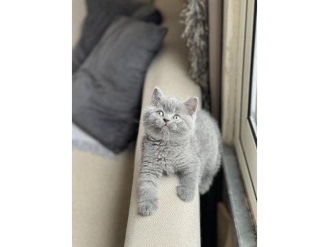 Evinizin neşesi olacak brtish shorthair yavrum
