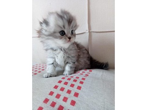 Aa kalite mavi gözlü scottish fold yavrular