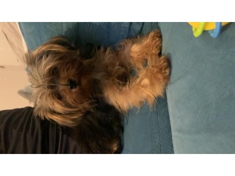 Yorkshire terrier bu kadar ufağı türkiye de yok