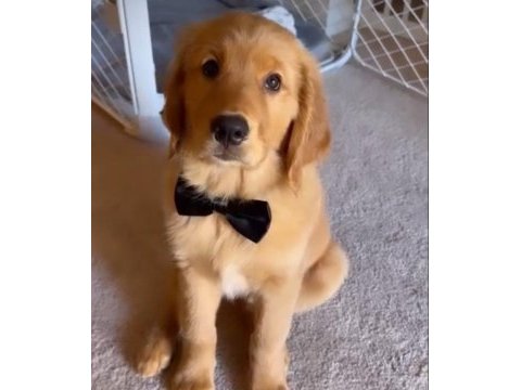 Poncik golden retriever yavrular