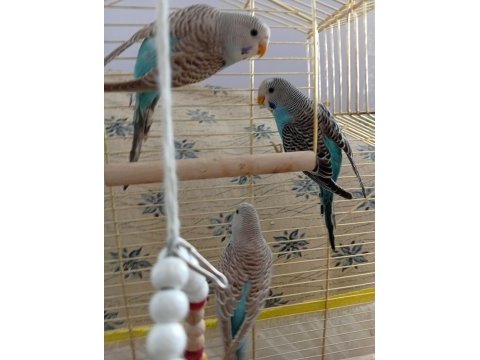 3 aylık çek muhabbet yavruları ve babaları