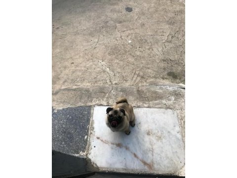 (uygun) yakışıklı pug oğlan odin