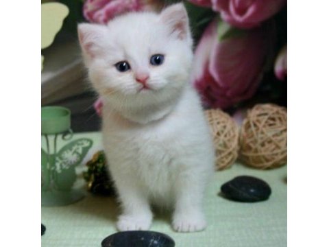 British longhair kedisi yavrularımız