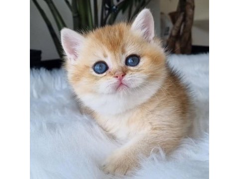 Ay ışığından gelen yavrumuz golden british shorthair