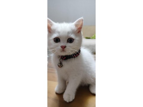 British shorthair white