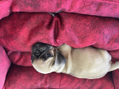Yeni pug bebek köpekleri