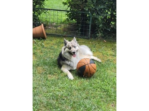 Köpeğimiz maya kızımızı mecburen sahiplendiriyoruz