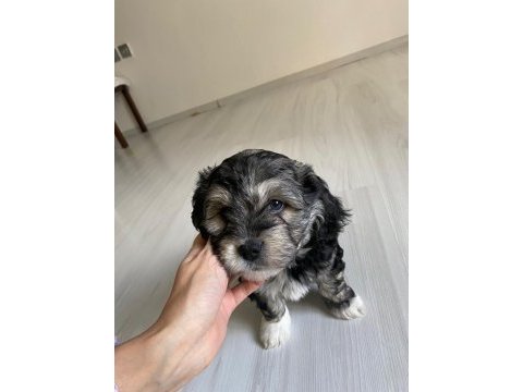 Sütten yeni kesildi dişi ve erkek morkie yavrularımız