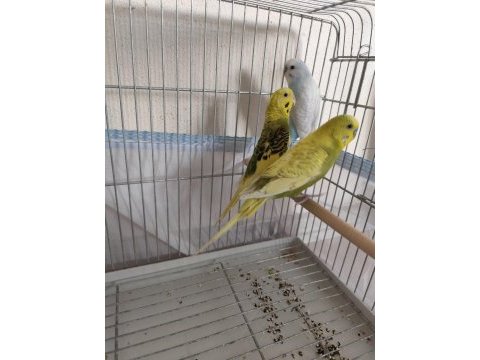 Muhabbet kuşu takım