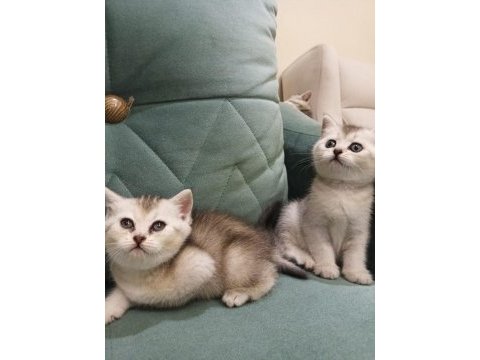 British shorthair silver point yavrular iki aylık