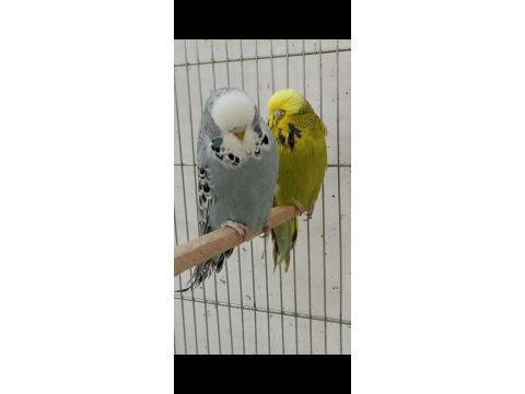 2 ile 5 aylık arasında şov vasıflı kuşlardan