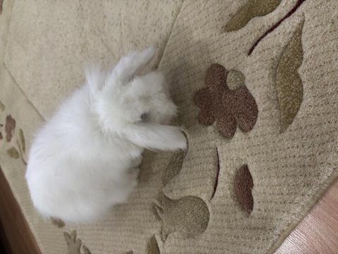 Hollanda lop tavşanları
