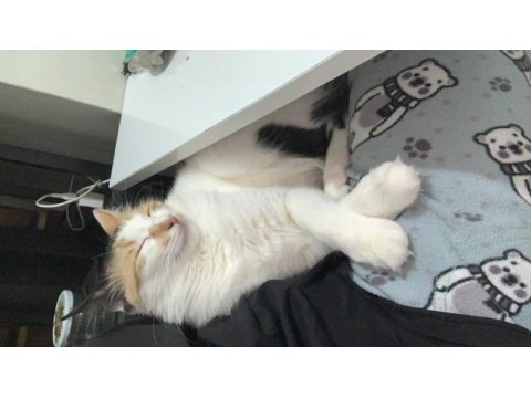 Acil sahiplenme kedimiz