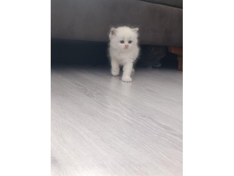 Show kalite scottish fold bebekler