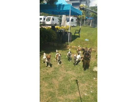 Show kalite fırlama jack russell terrier yavruları