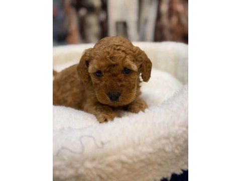 A kalite poodle yavrularımız