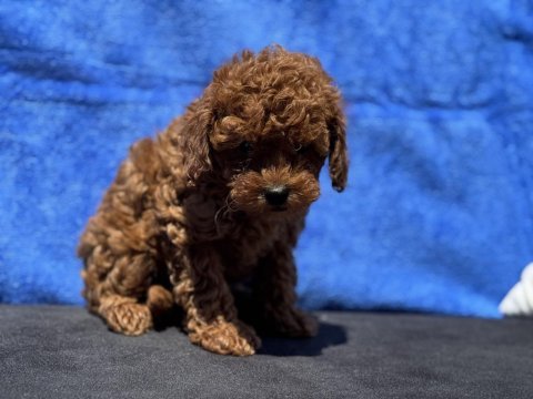 Ankaranın en seçkin kore toy poodle yavruları