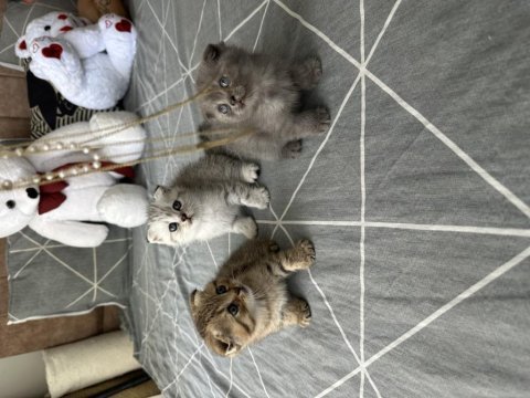 Scottish fold kediler için ulaşın