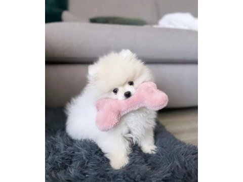 Pomeranian üst kalite yavrularımız