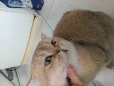 Golden erkek kedimiz