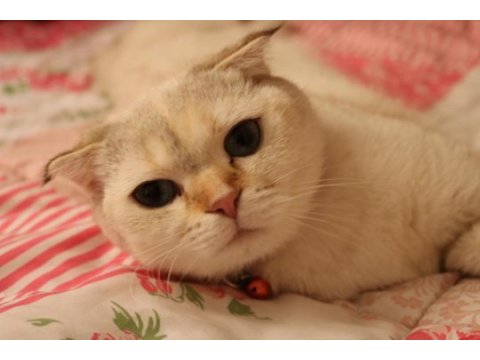 İzmir kedi sahiplendirilcektir