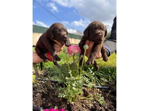 Labrador yavrularımız