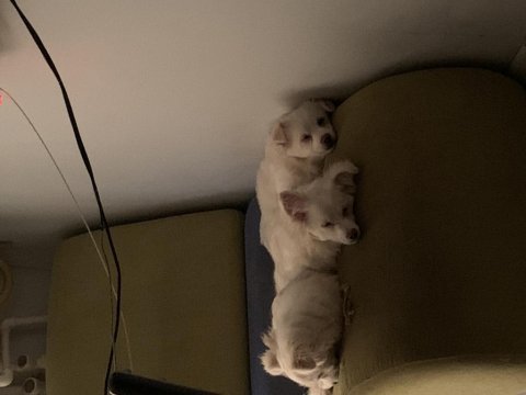 Spitz köpek