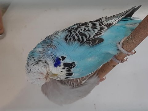Yavru ve yetişkin, vasıflı show jumbo kuşlar tkf bilezik