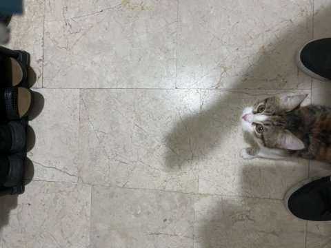 Sıcak bir yuva bekleyen pisicik kedimiz