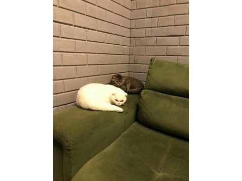 Scottish fold kızıma damat arıyoruz