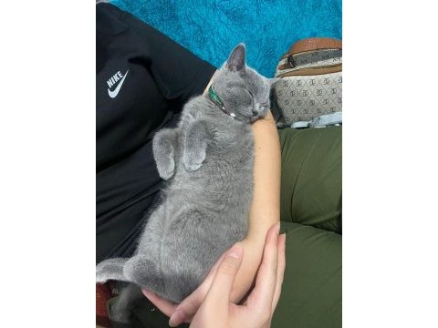 8 aylık british shorthair kedim