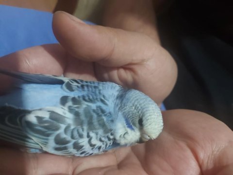 Ele alıştırmalık jumbo kırıkları kuşlarımız