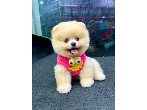 Pomeranian boo bebekler