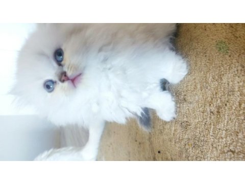 British longhair dişi bebekler