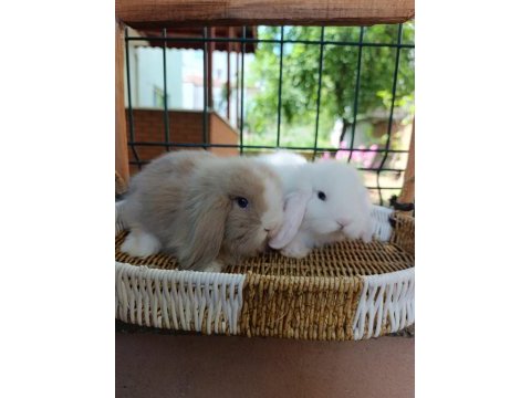 Hollanda teddy lop tavşanı yavrular 35 47 günlükler