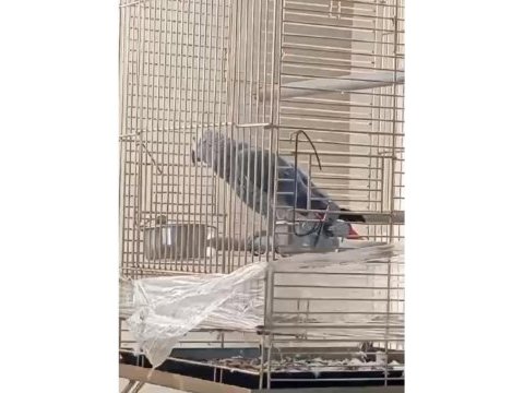 Jako dişi erkek mevcut safkan kaliteli yavruları